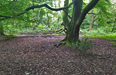 Open woodland filming venue with large tree